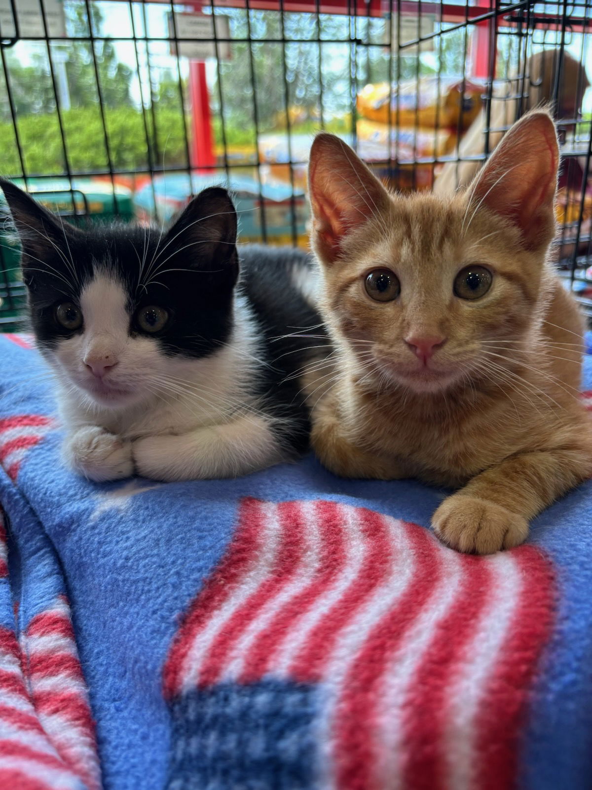 adoptable Cat in Stanhope, NJ named Wiley and Weldon