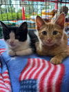adoptable Cat in stanhope, NJ named Wiley and Weldon