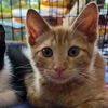 adoptable Cat in , NJ named Wiley
