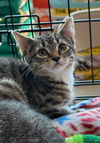 adoptable Cat in stanhope, NJ named Calvin and Calista