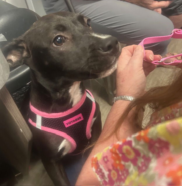 adoptable Dog in Stanhope, NJ named Peaches