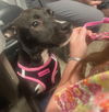 adoptable Dog in  named Peaches