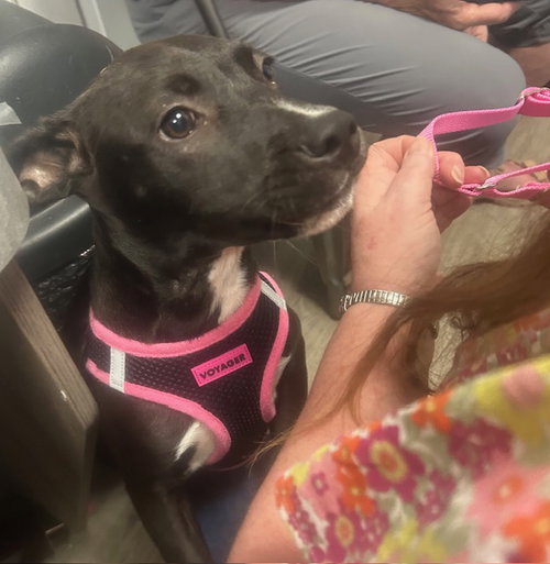picture of the dog needing adoption