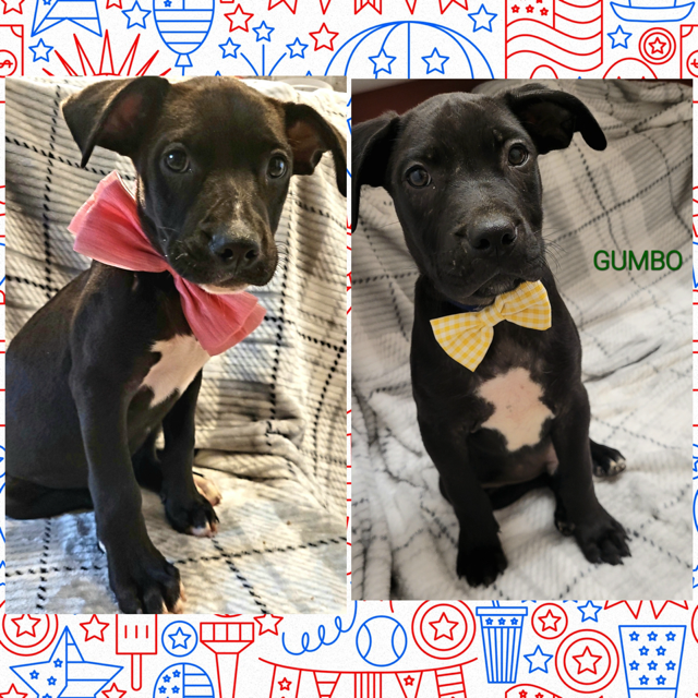 adoptable Dog in Stanhope, NJ named Gumbo