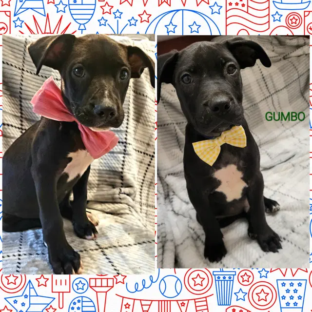 Gumbo - Labrador Retriever