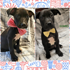 adoptable Dog in stanhope, NJ named Gumbo