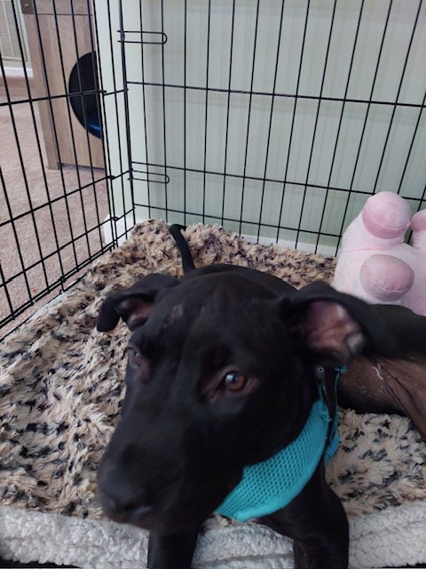 GUMBO - Labrador Retriever available for adoption