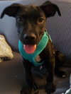 Gumbo - Photo 3