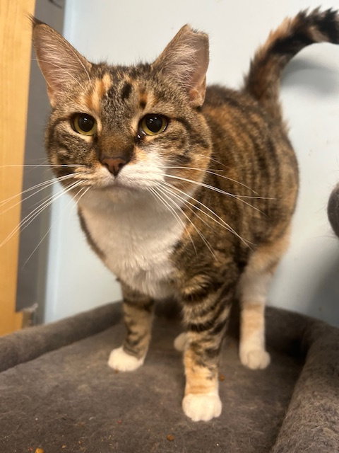 picture of the cat needing adoption