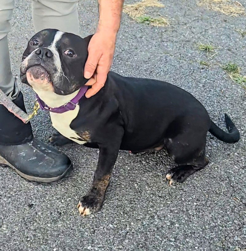 adoptable Dog in Stanhope, NJ named Mac