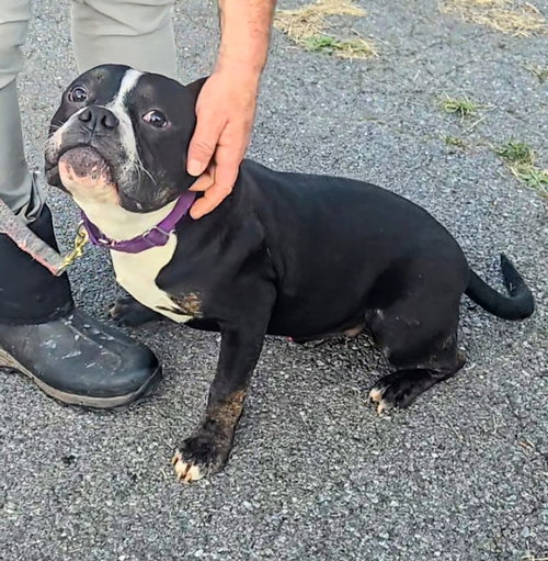 picture of the dog needing adoption
