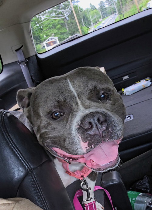 picture of the dog needing adoption