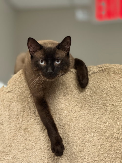 picture of the cat needing adoption