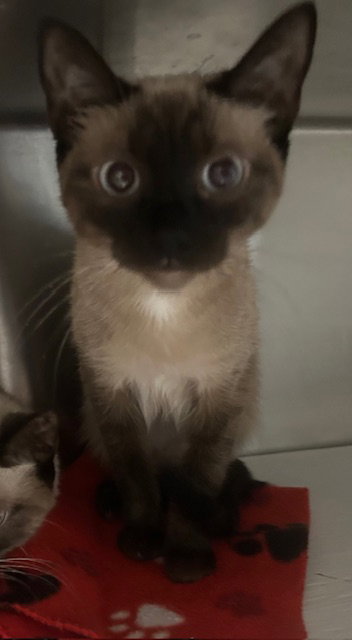 picture of the cat needing adoption