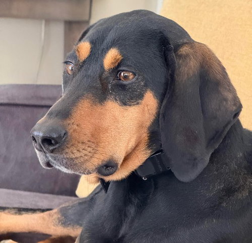 picture of the dog needing adoption