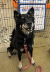 Roxie Anne - Photo 2