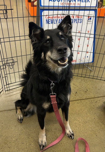 ROXIE ANNE - Shepherd available for adoption