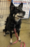 Roxie Anne - Photo 4