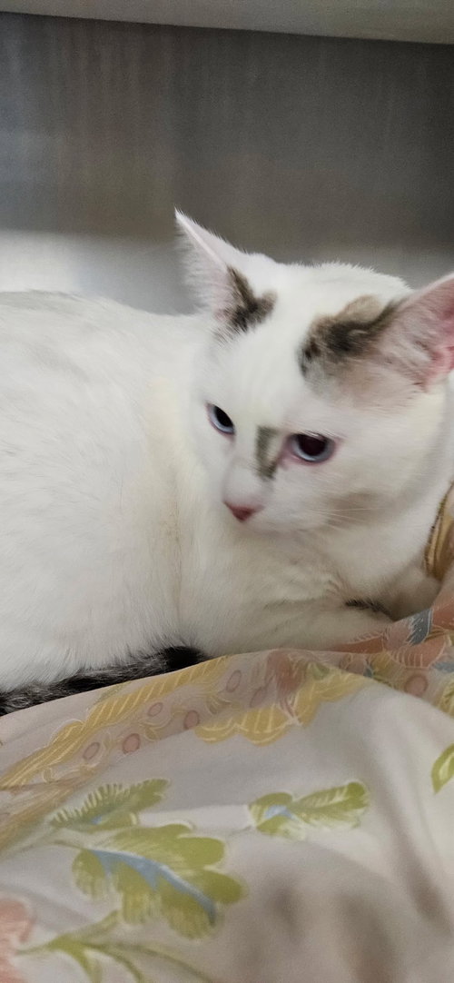 picture of the cat needing adoption