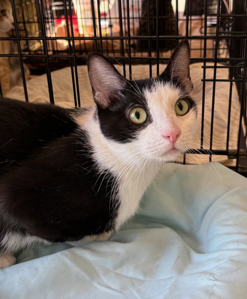 MANDY - Domestic Short Hair available for adoption