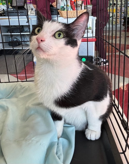 MANDY - Domestic Short Hair available for adoption