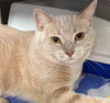 Priscilla - Photo 2