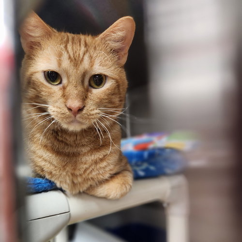 RUSSEL - Domestic Short Hair available for adoption
