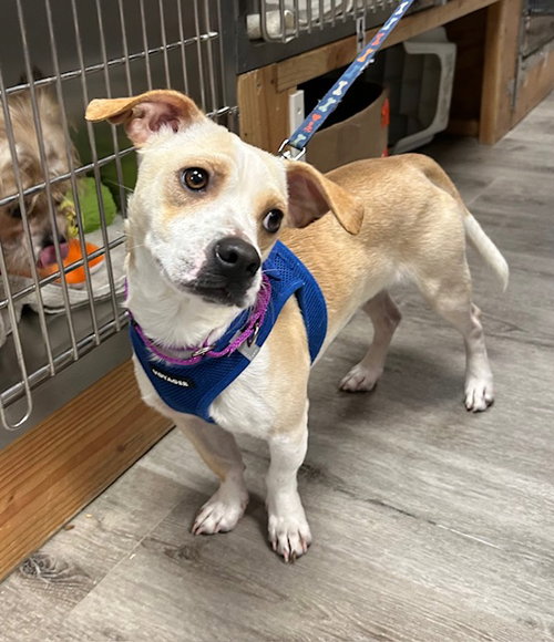 picture of the dog needing adoption