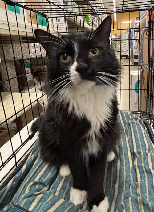 picture of the cat needing adoption