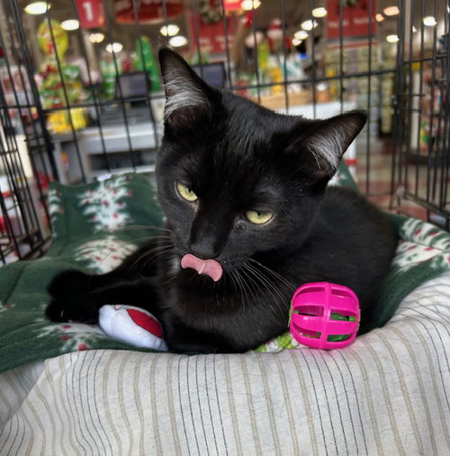 picture of the cat needing adoption
