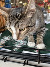Mike - Photo 4