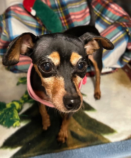 picture of the dog needing adoption