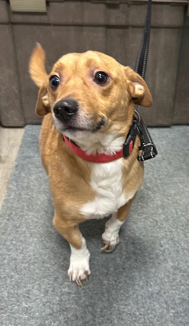 picture of the dog needing adoption