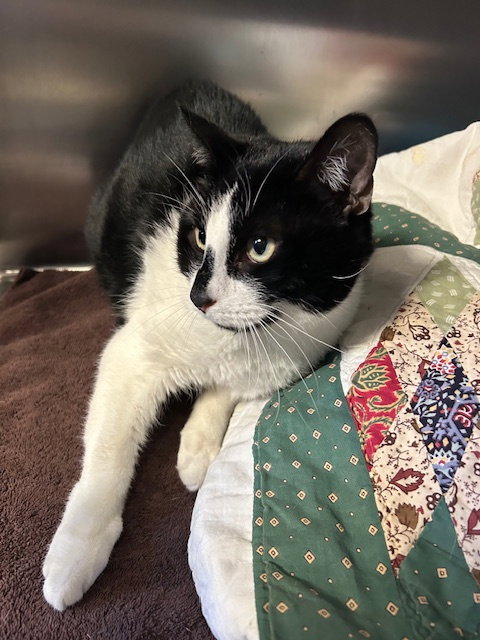 Hailey and Herbie, Young Domestic Short Hair (short coat), cat for adoption in Clifton, New Jersey