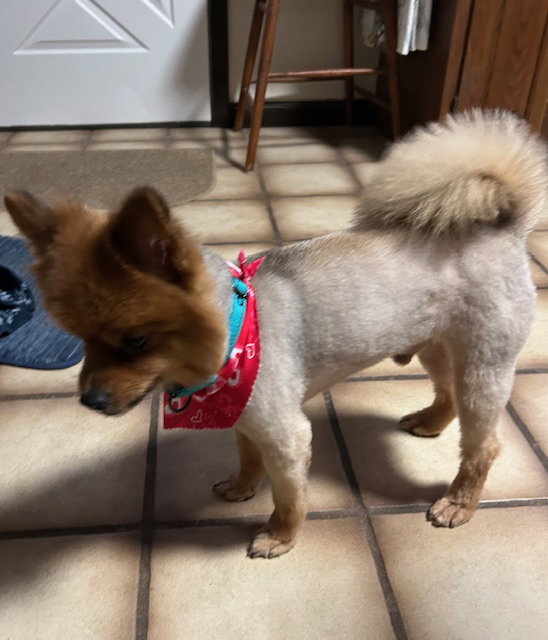 Romeo Pom Image