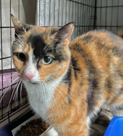 Tai, Young Domestic Short Hair / Calico (short coat), cat for adoption in Clifton, New Jersey
