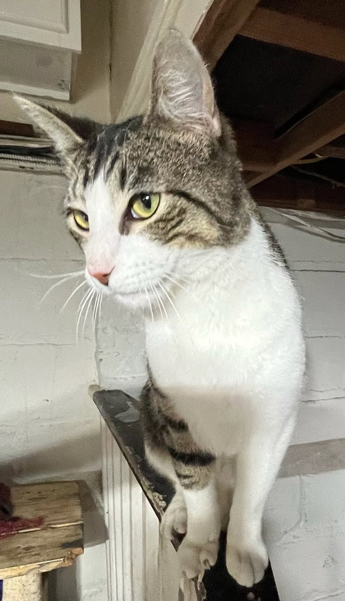 Mickey, Adult Domestic Short Hair (short coat), cat for adoption in Clifton, New Jersey
