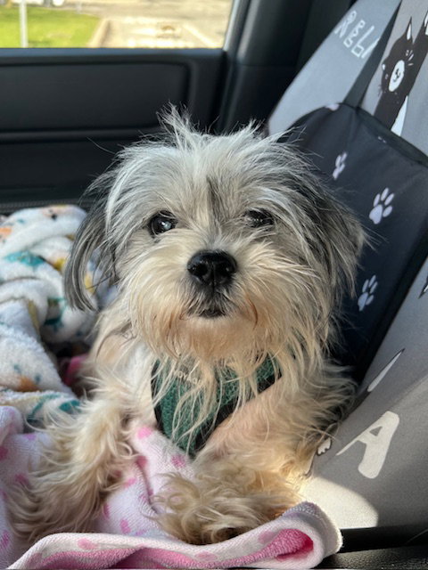Ace, an adoptable Schnauzer in Stanhope, NJ