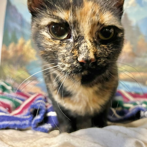 Thalia, an adoptable Domestic Short Hair in Stanhope, NJ