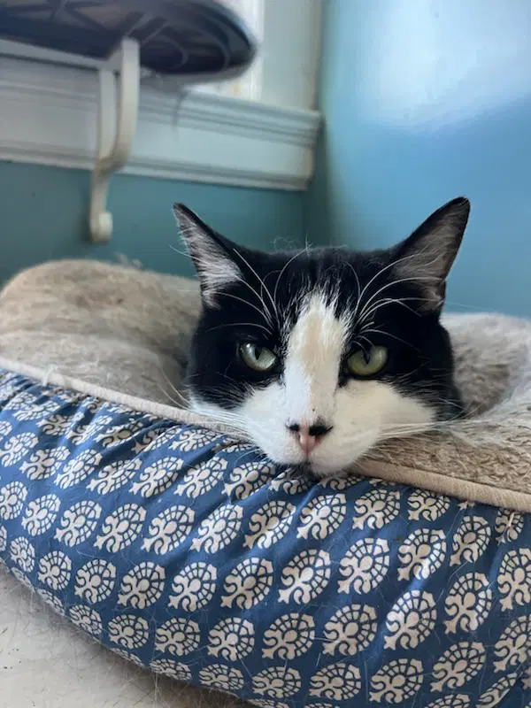 Eddie - Domestic Short Hair
