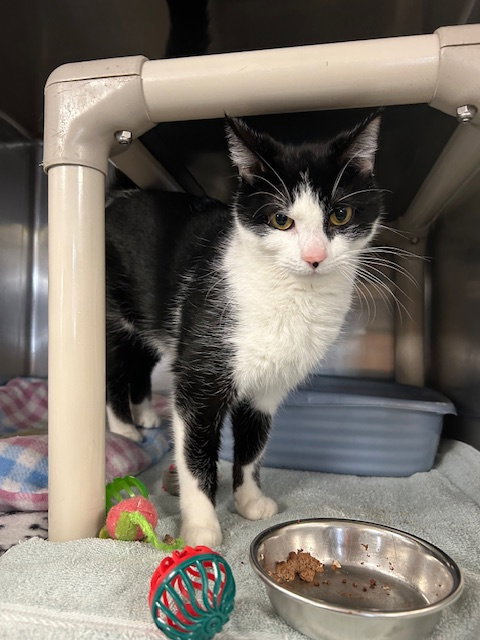 Missy, an adoptable Domestic Short Hair in Stanhope, NJ