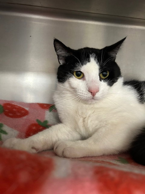 Milo, an adoptable Domestic Short Hair in Stanhope, NJ