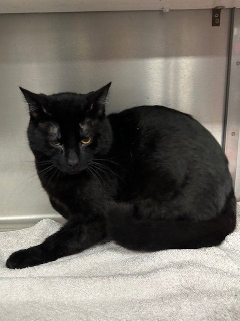 Ruger, an adoptable Domestic Short Hair in Stanhope, NJ