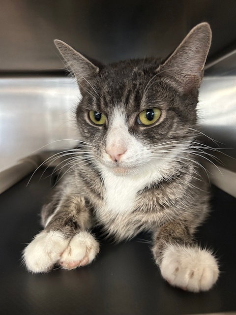 Ravioli, Young Domestic Short Hair (short coat), cat for adoption in Clifton, New Jersey