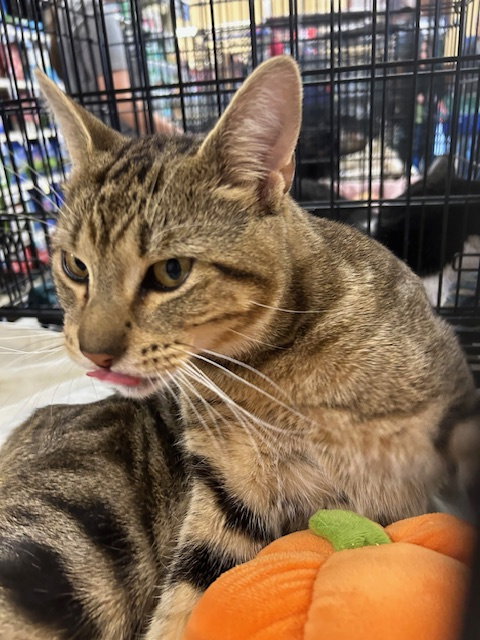 picture of the cat needing adoption