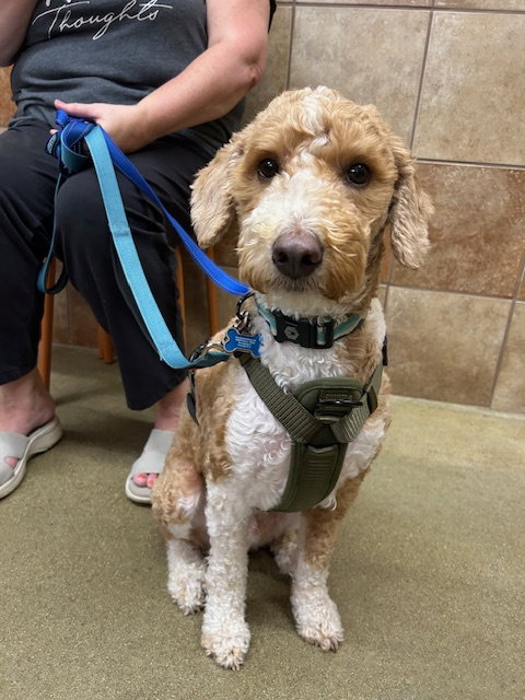 Goose, an adoptable Poodle in Stanhope, NJ