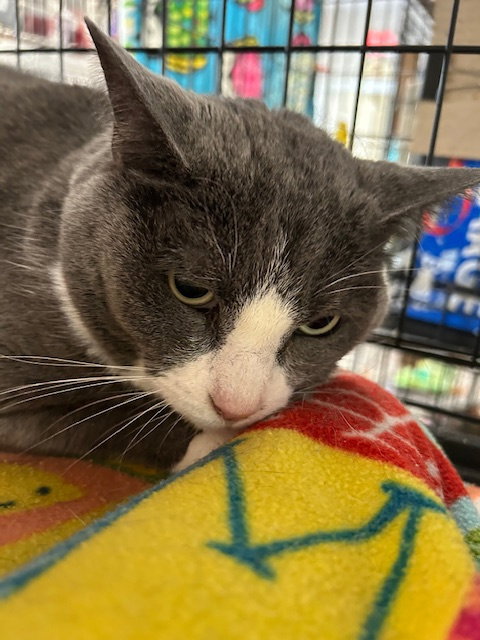 Amber, an adoptable Domestic Short Hair in Stanhope, NJ