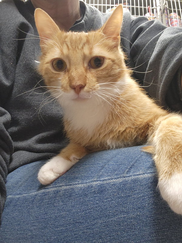 Pumpkin