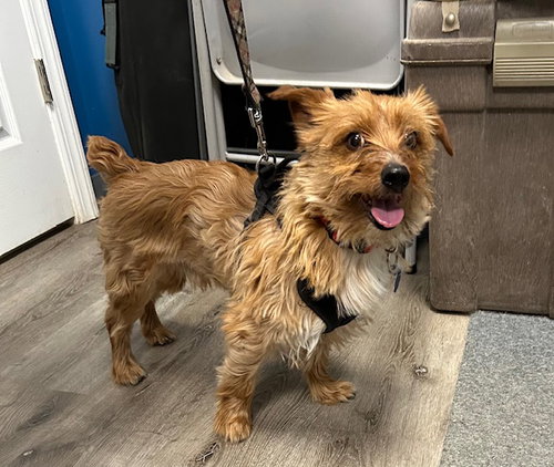 Bentley, an adoptable Yorkshire Terrier Yorkie in Stanhope, NJ