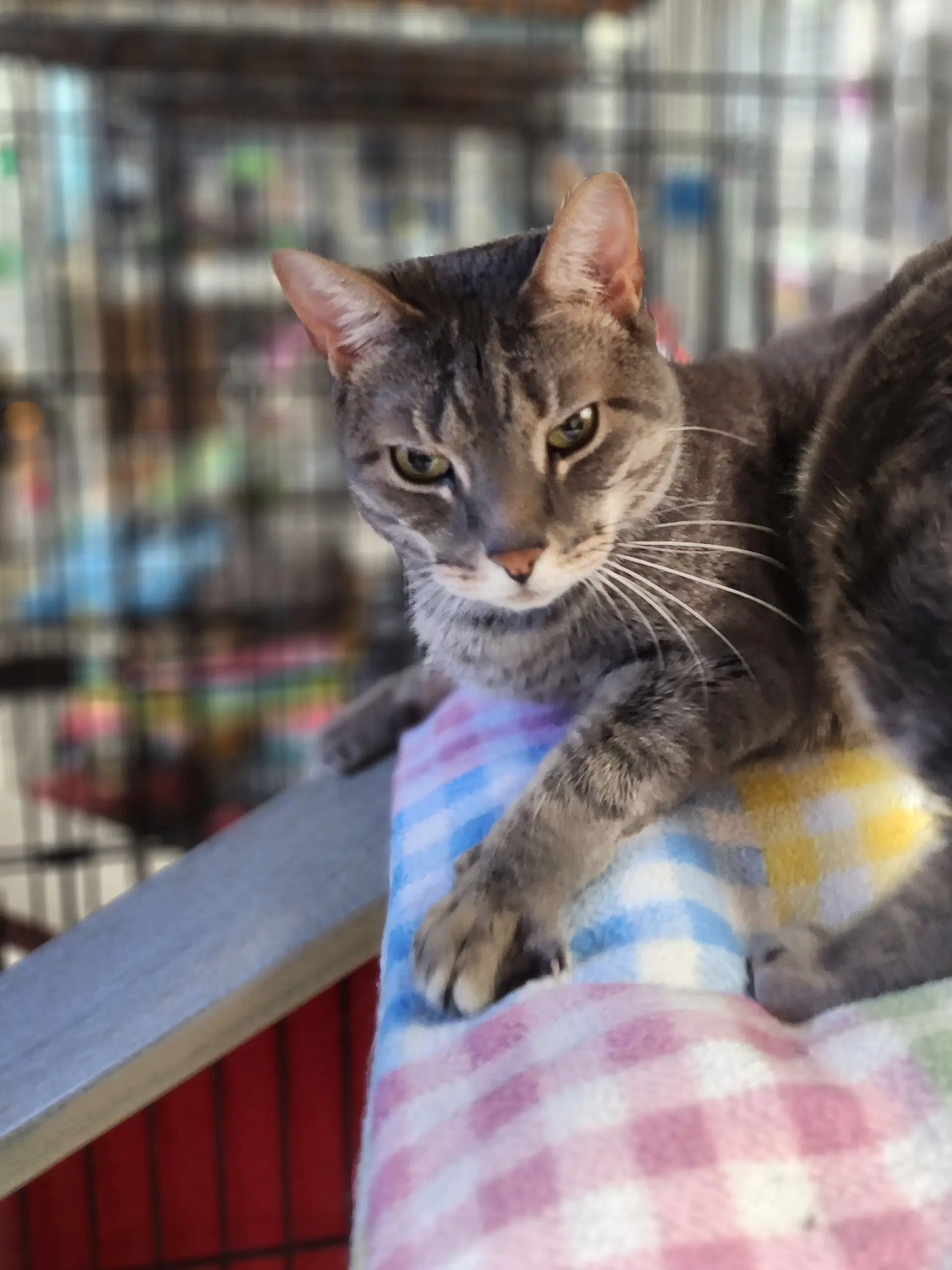 Harriet - Domestic Short Hair